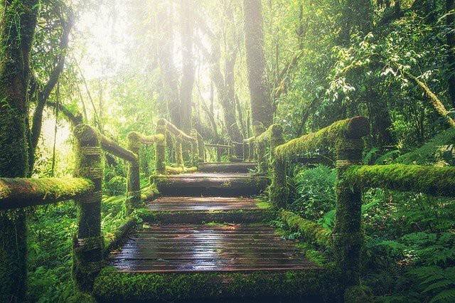 Pont au milieu d'une forêt et recouvert de plantes, ayant pour but de représenter la nature.